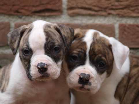 Darkenwald american bulldog